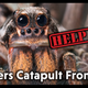 Spiders Catapult From Sex